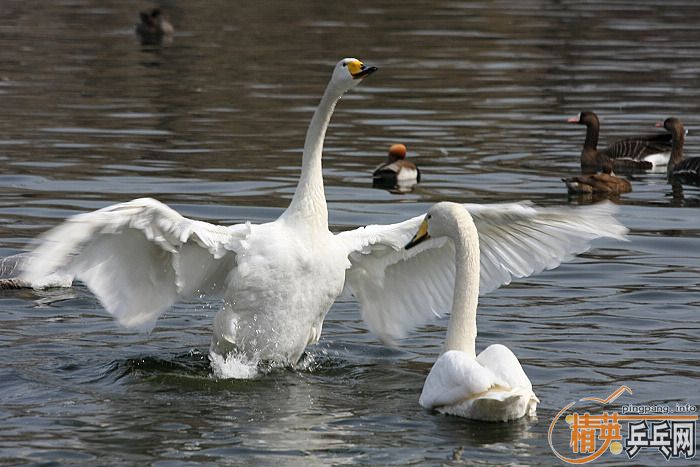 ���쵽������һ�������֡�