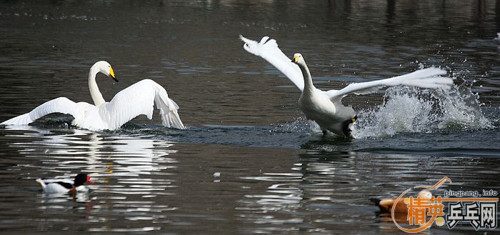 ���쵽������һ�������֡�