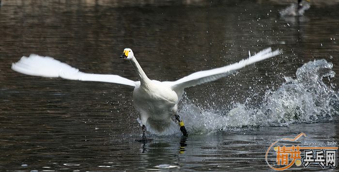 ���쵽������һ�������֡�