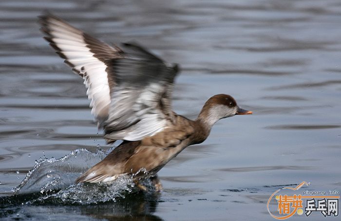 ���쵽������һ�������֡�