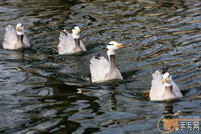 ���쵽������һ�������֡�