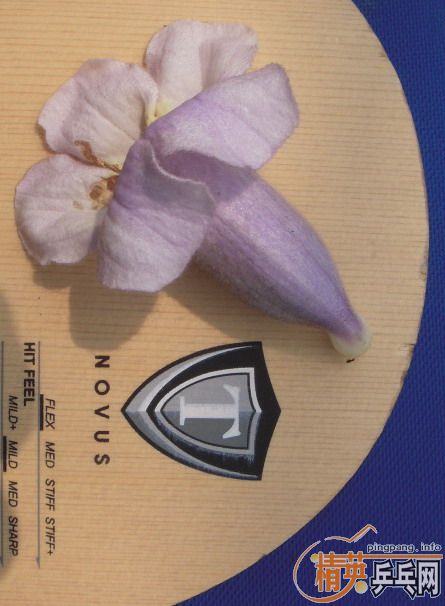 ����ֻ��壡����2ֻ�����;�ʿ1ֻ��