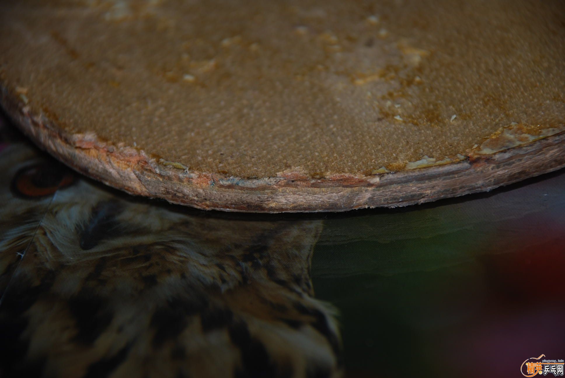 Ʒ����ĵ�PALIO��ֱ�ĺᣩ