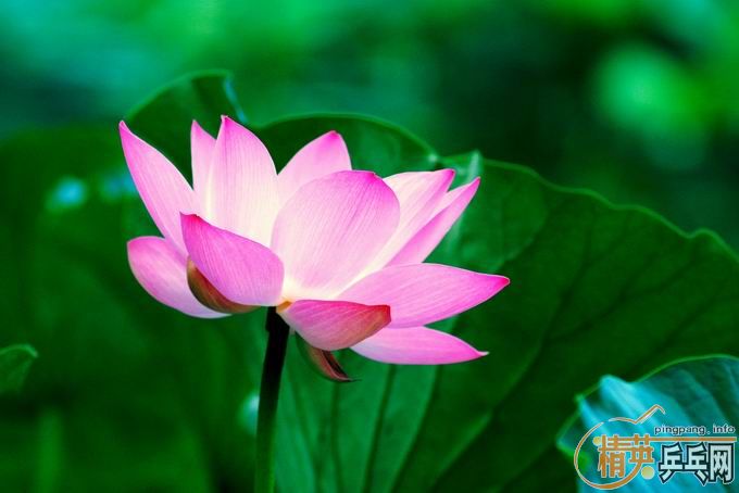 [��ͼ]����û����ȥ��������