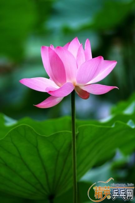 [��ͼ]����û����ȥ��������