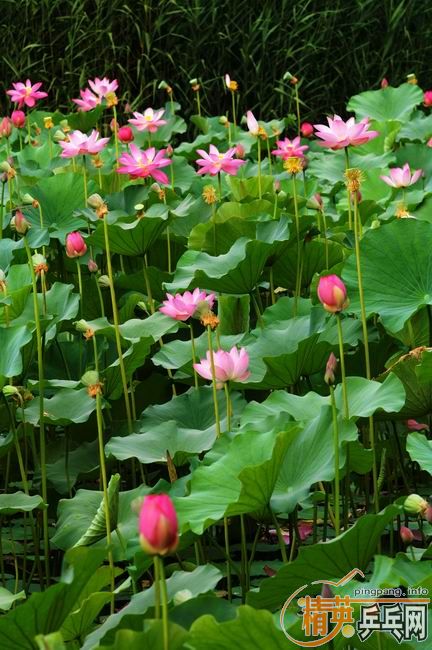 [��ͼ]����û����ȥ��������