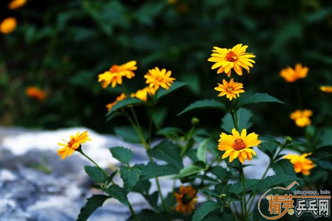 [��ͼ]����û����ȥ��������