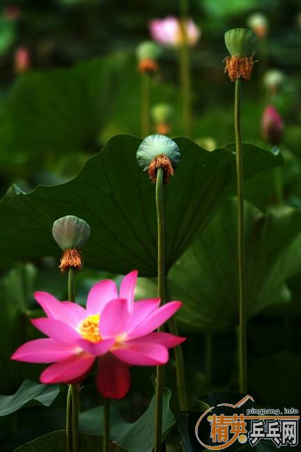 [��ͼ]����û����ȥ��������