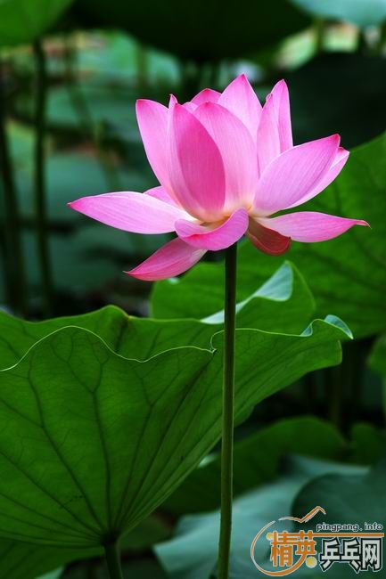 [��ͼ]����û����ȥ��������