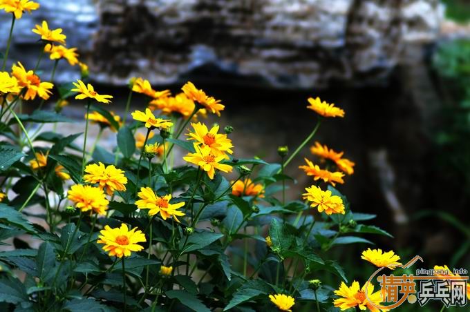 [��ͼ]����û����ȥ��������