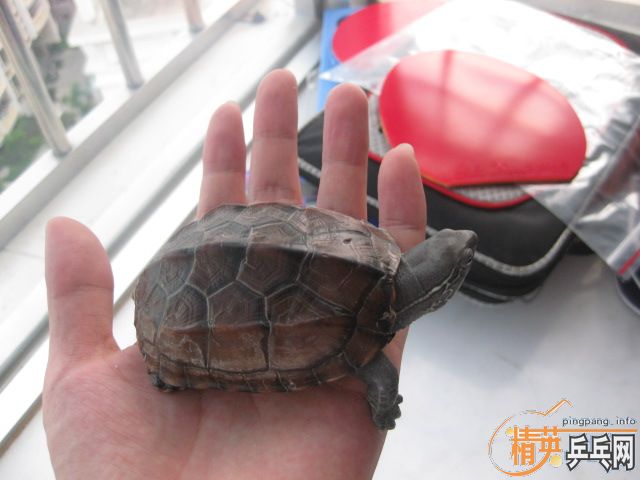 ���������Ƥ