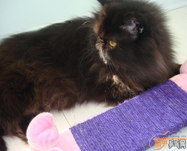 [�Ƽ�]ŵ���Ǿ����ֻ�8250����ɫ����������ֱ�׽� ���Ǻǲ���û��ϵ������һ��