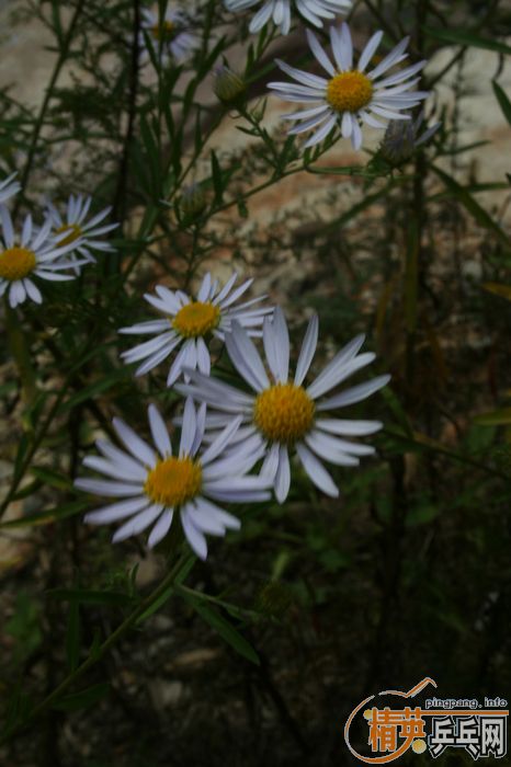 ��Ӣ���ƹ�Ѿ��ֲ�С�ֶӼ�����