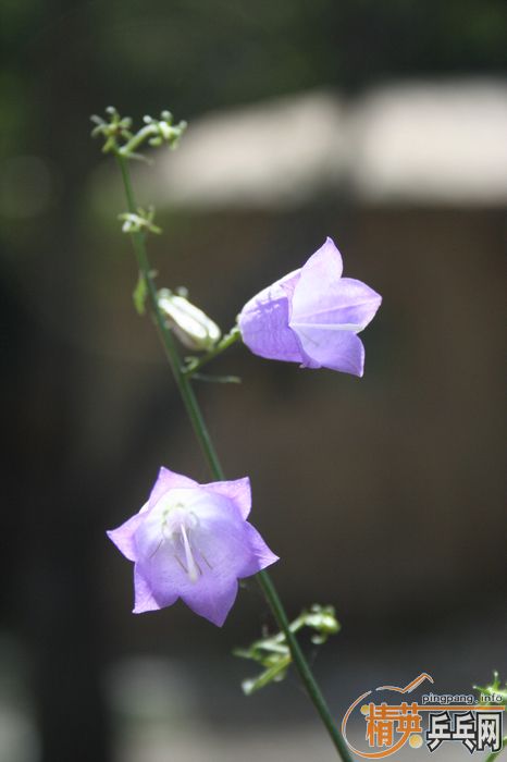 ��Ӣ���ƹ�Ѿ��ֲ�С�ֶӼ�����