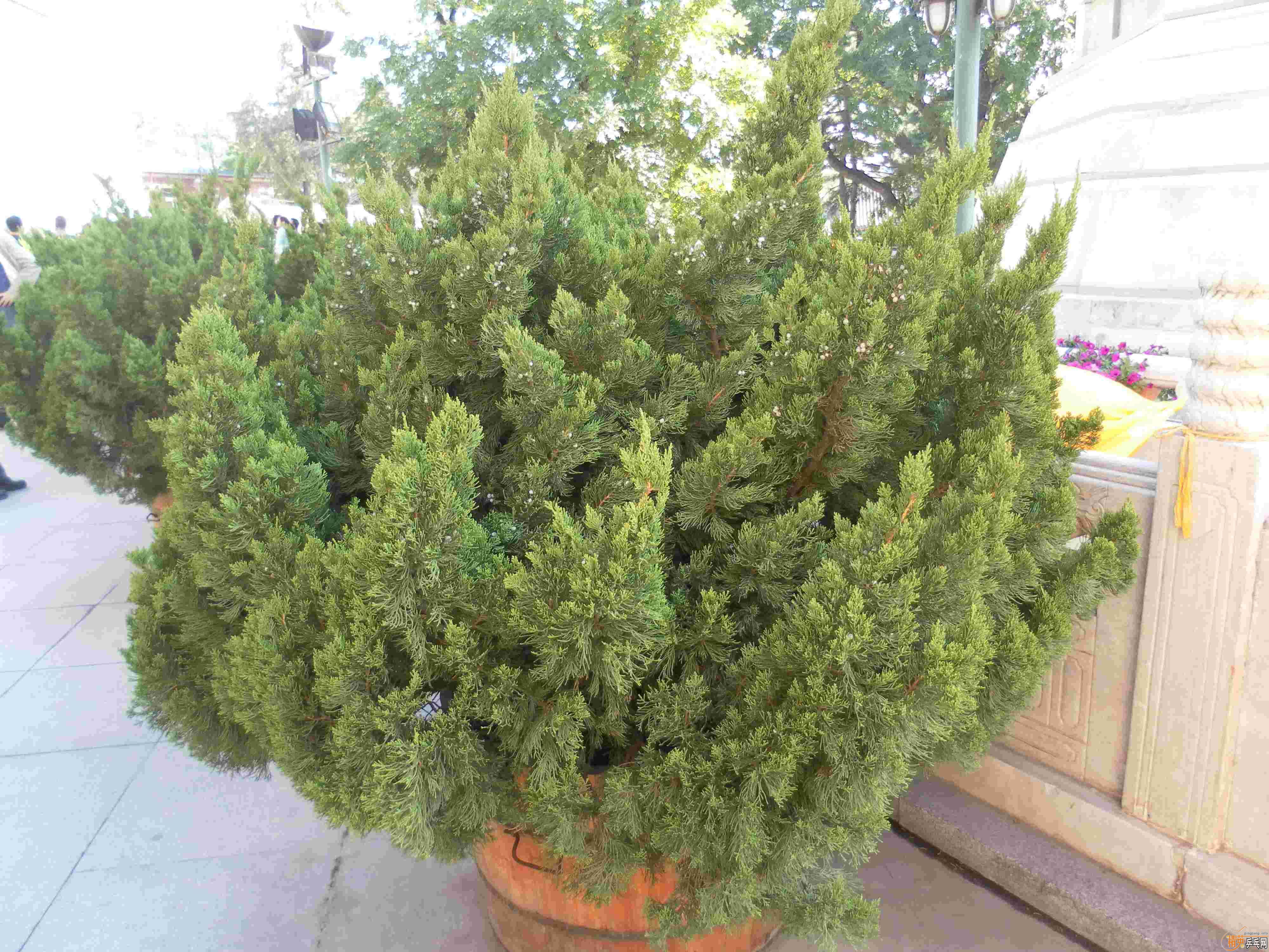 [ԭ��][��ͼ]�����˴󴦹�԰������Ե