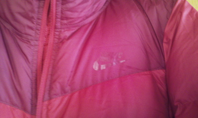 ��ʣ����������޷���һ����Ҷ�ݣ�һ���Ϳˡ�