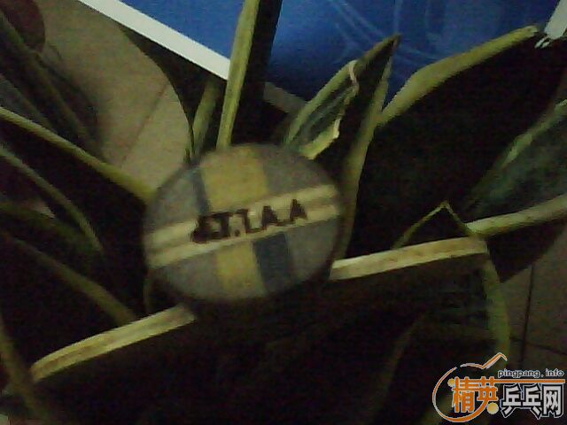 ST��������joola sting ����