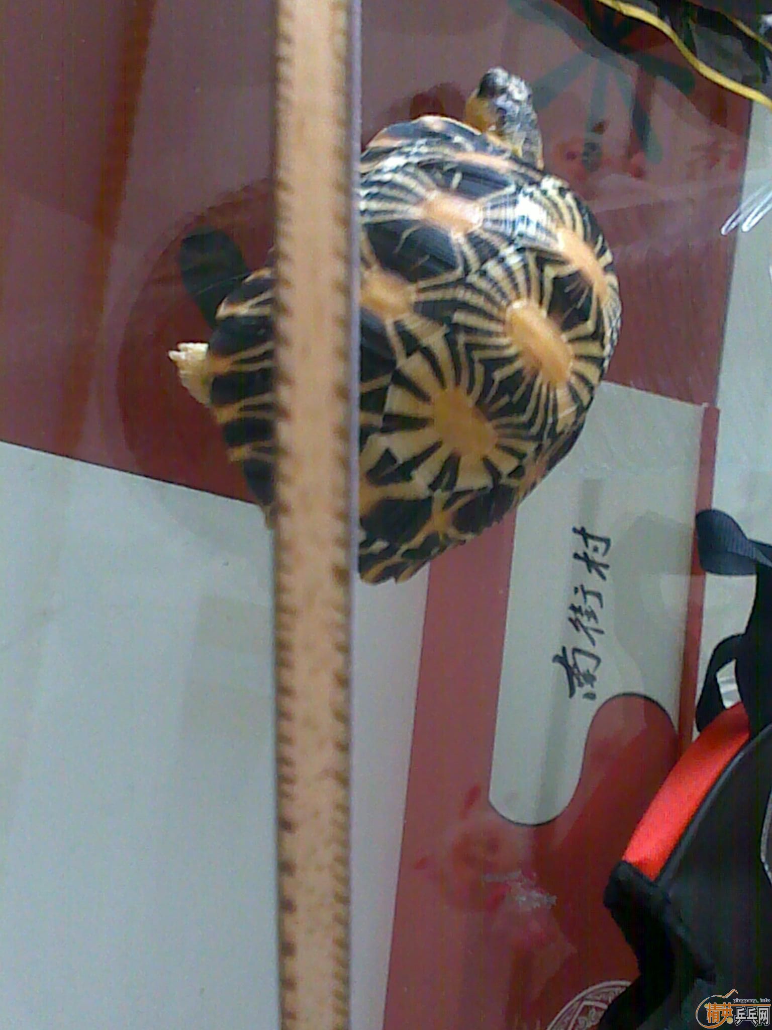 ����TO5  T64    99�� �ٳ���  �޻������