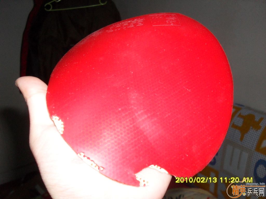 ����ǡ FL һֻ���׽�ŵ��