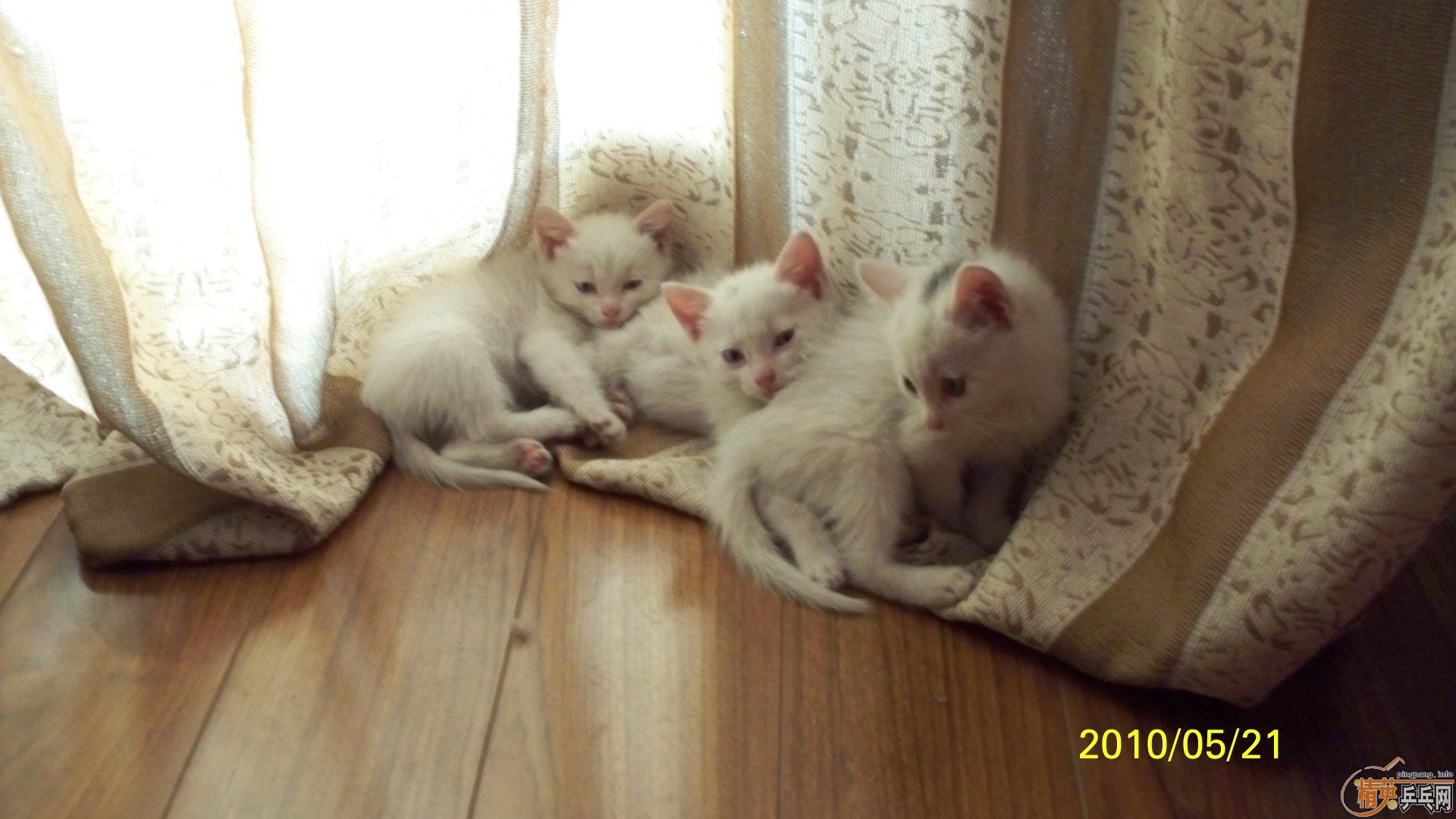 ���ϰ���,��3��3,120����˳��,���������Ϳɰ�Сè��