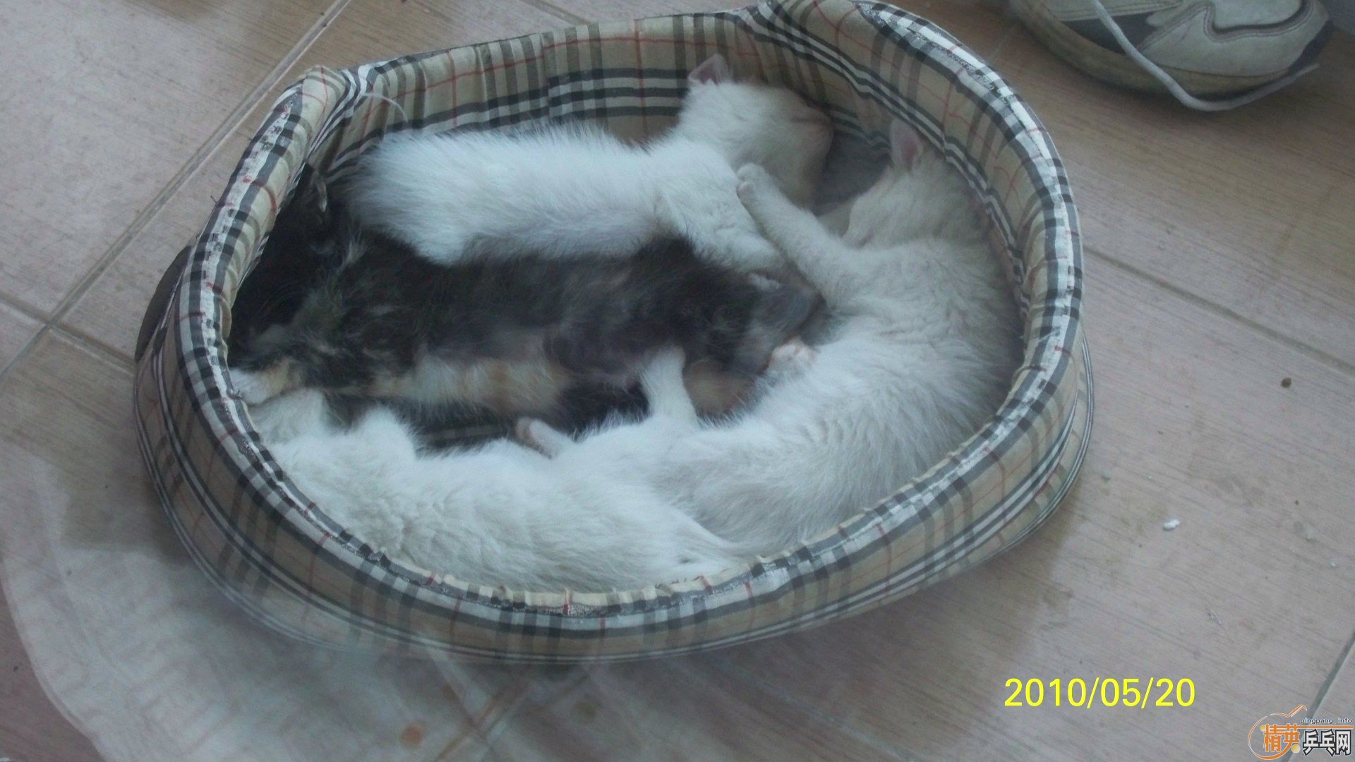 ���ϰ���,��3��3,120����˳��,���������Ϳɰ�Сè��