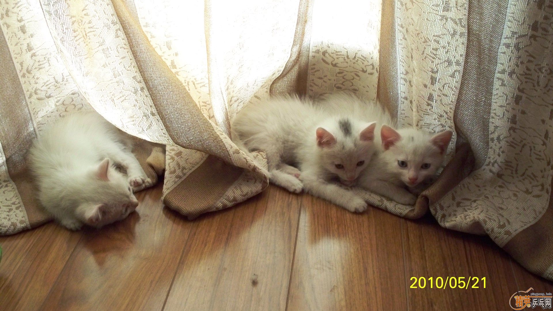 ���ϰ���,��3��3,120����˳��,���������Ϳɰ�Сè��