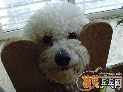 Ī˹����ƹ�����տ���