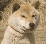 <h1>><img src=http://www.pingpang.info/bbs/UploadFile/2010-5/201052710264951091.gif></h1>
