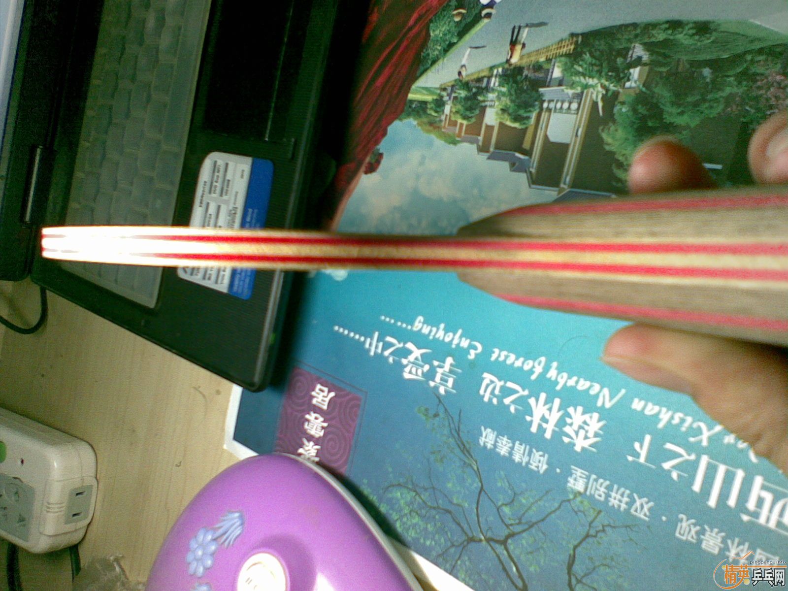 鴿CL