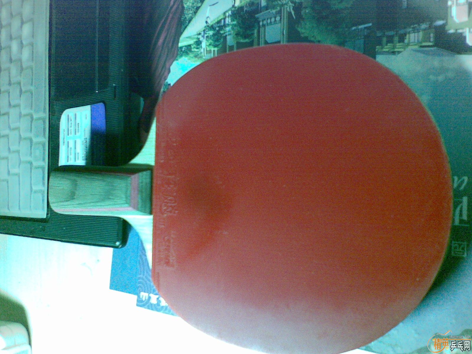 鴿CL