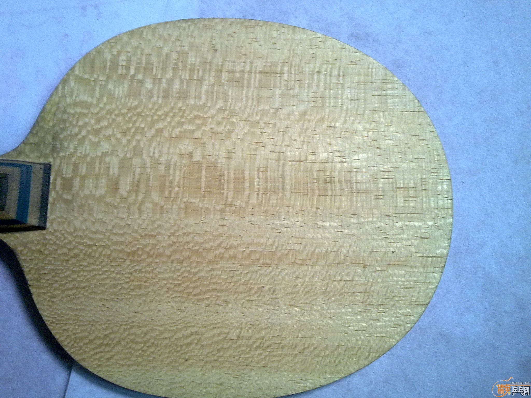 9.5����viscaria ����