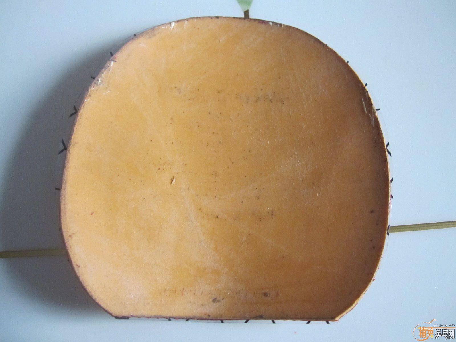 ׽ʡտ 