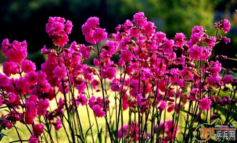 ������BUTTERFLY   ��  VISCARIA�������