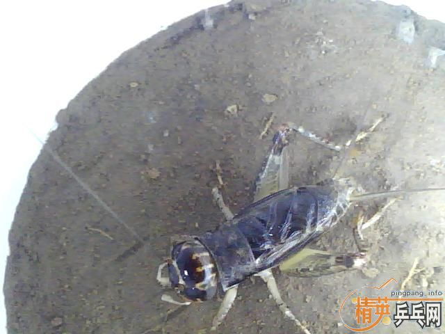 ���˵ĵ¹�����壬160����