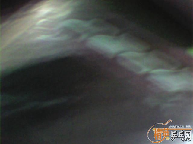 ������֣��ͼ۴���������õĽ�Ƥ