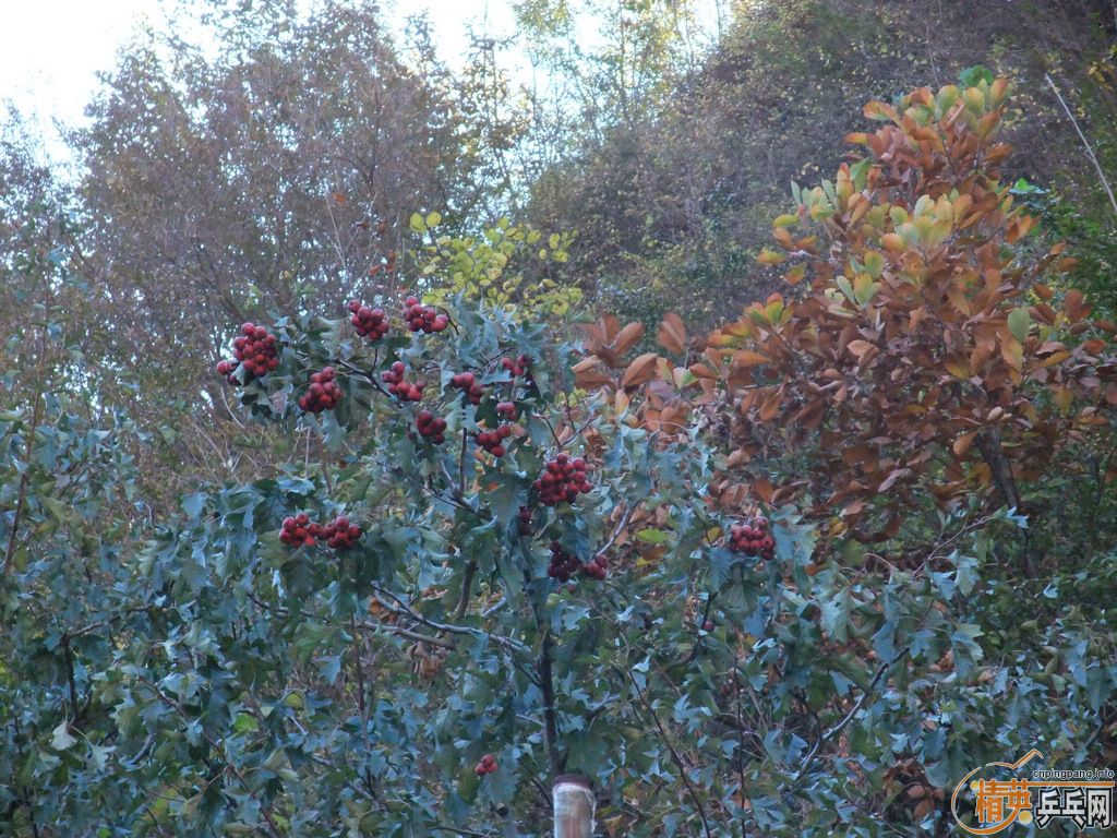 2011ֲСֶӼΣͼƬ