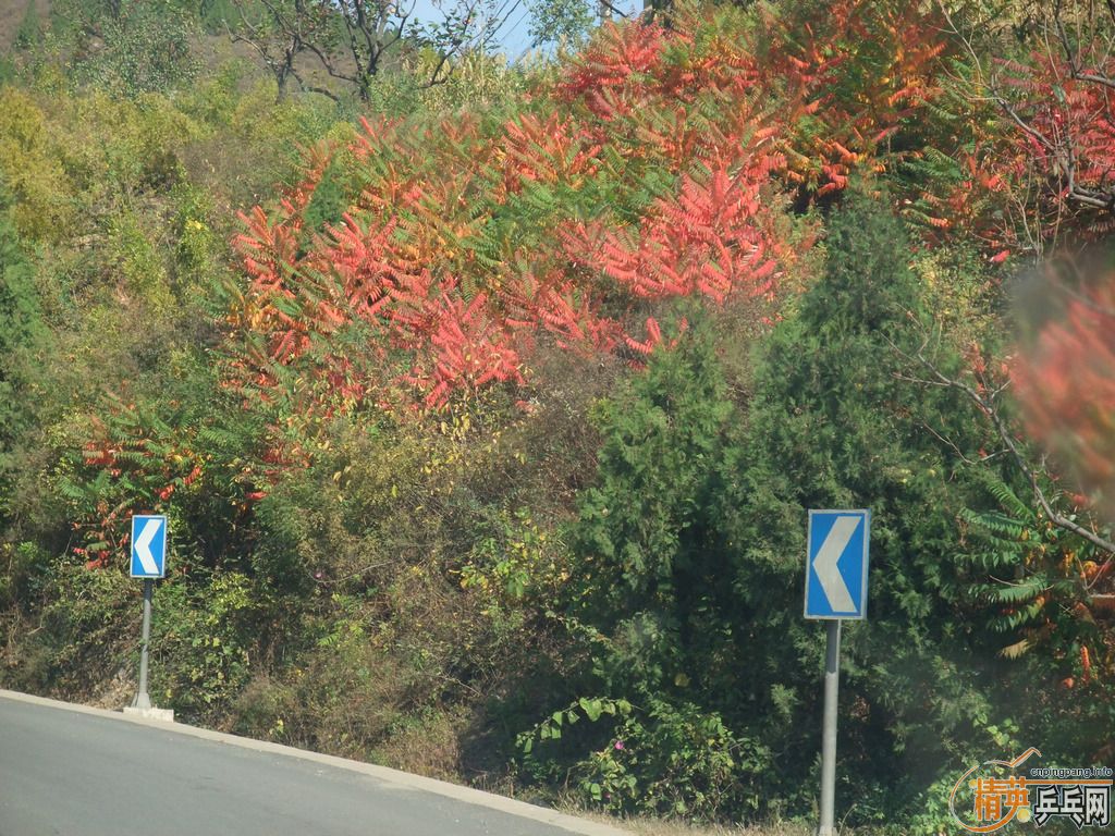 2011ֲСֶӼΣͼƬ
