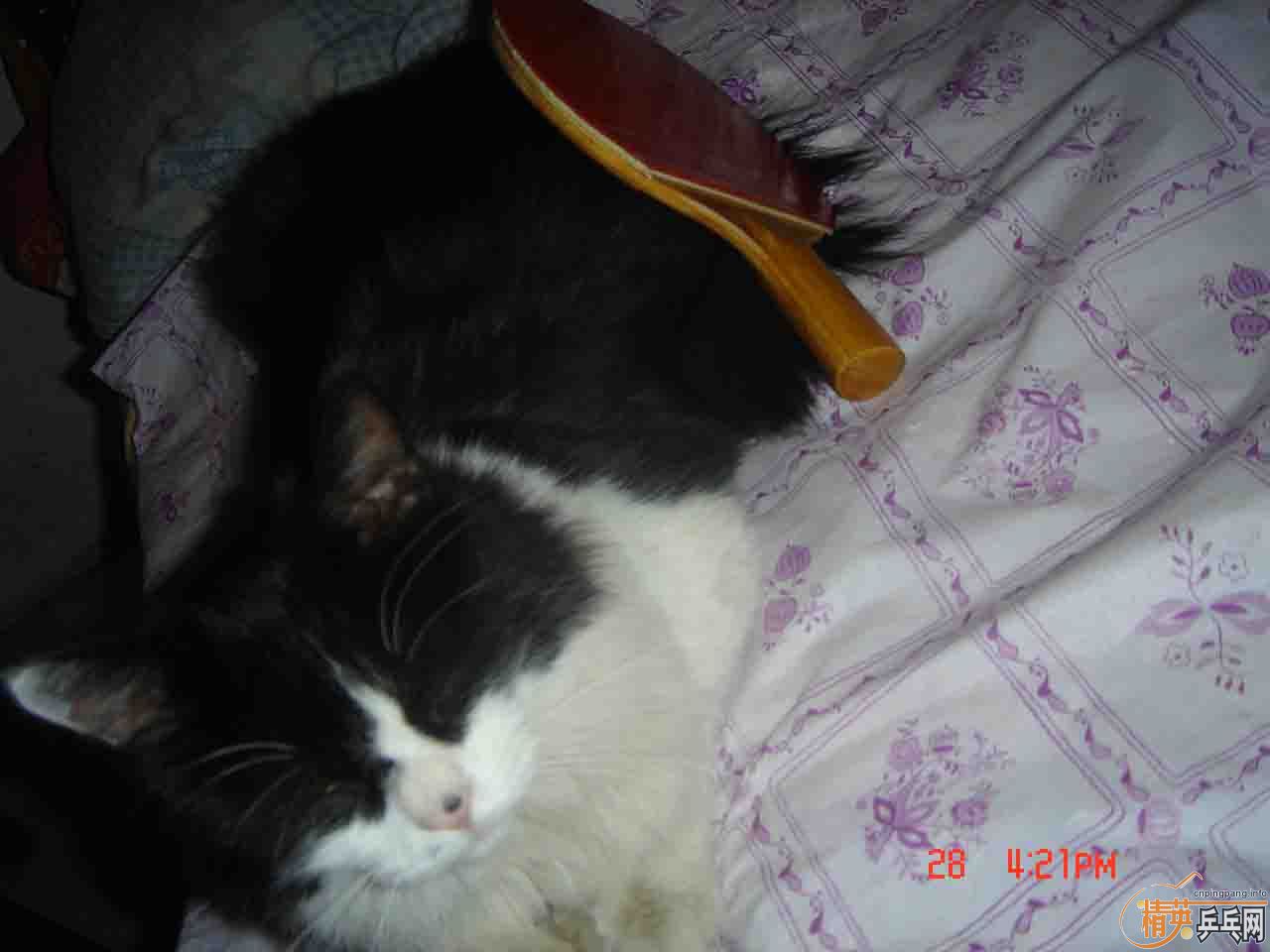 ֧����30���������ȫ�ľ�װ��729-2��Ƥ