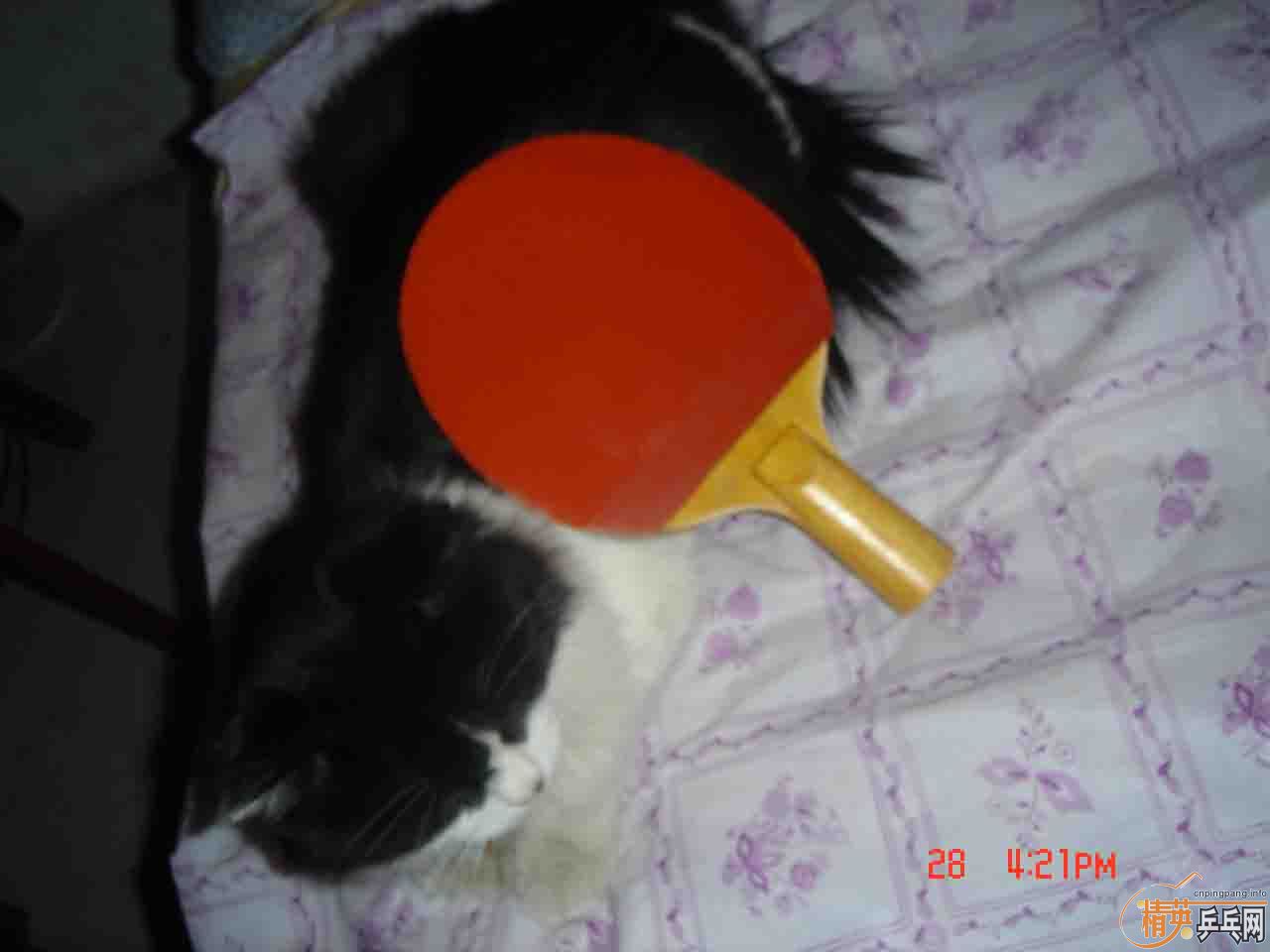 ֧����30���������ȫ�ľ�װ��729-2��Ƥ