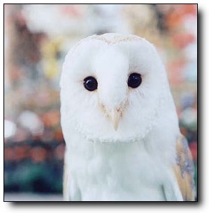 ��������ǡһֻ