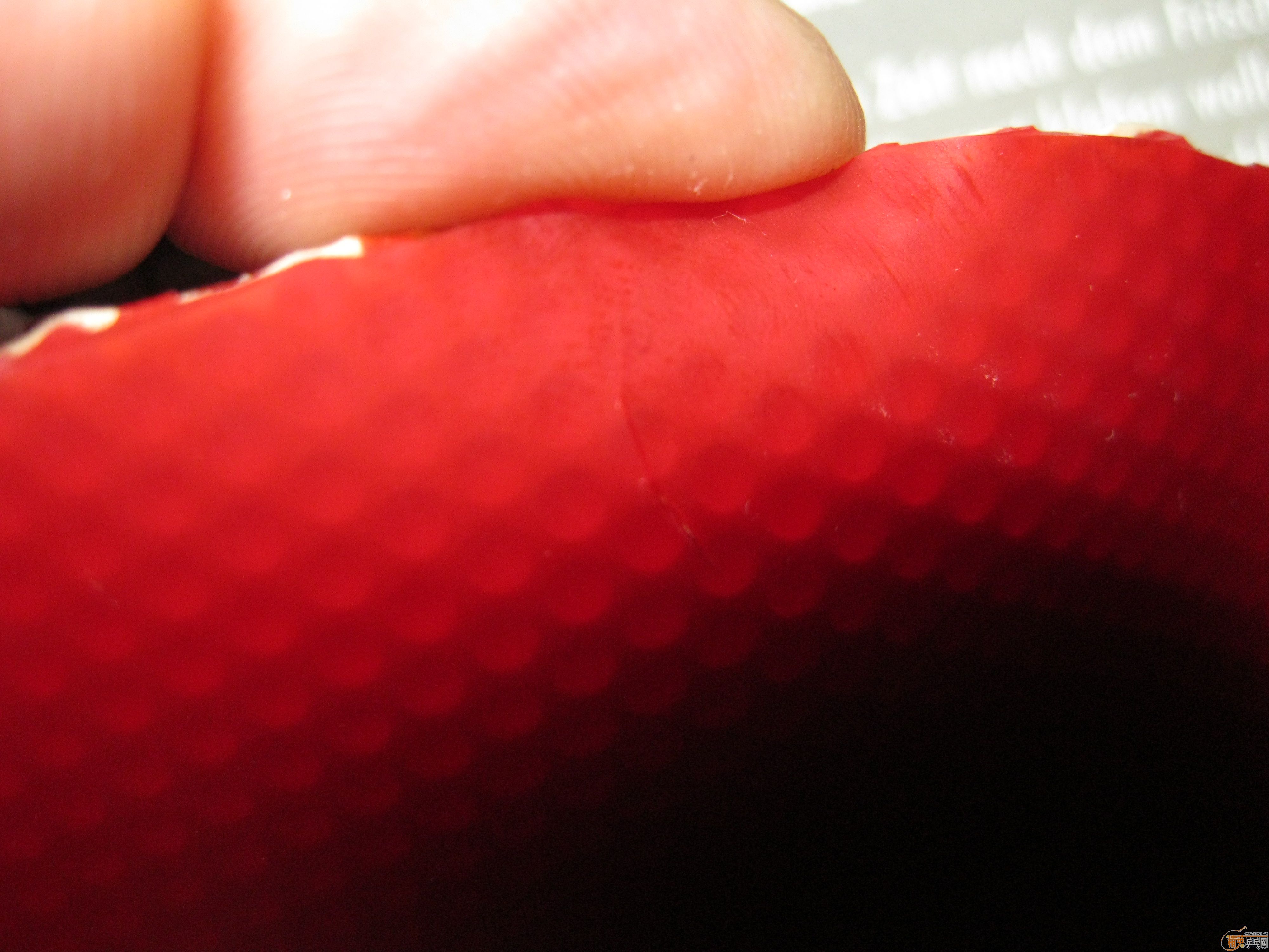 ������̼���뽺Ƥ-DONIC��̼��ST��+08+JO