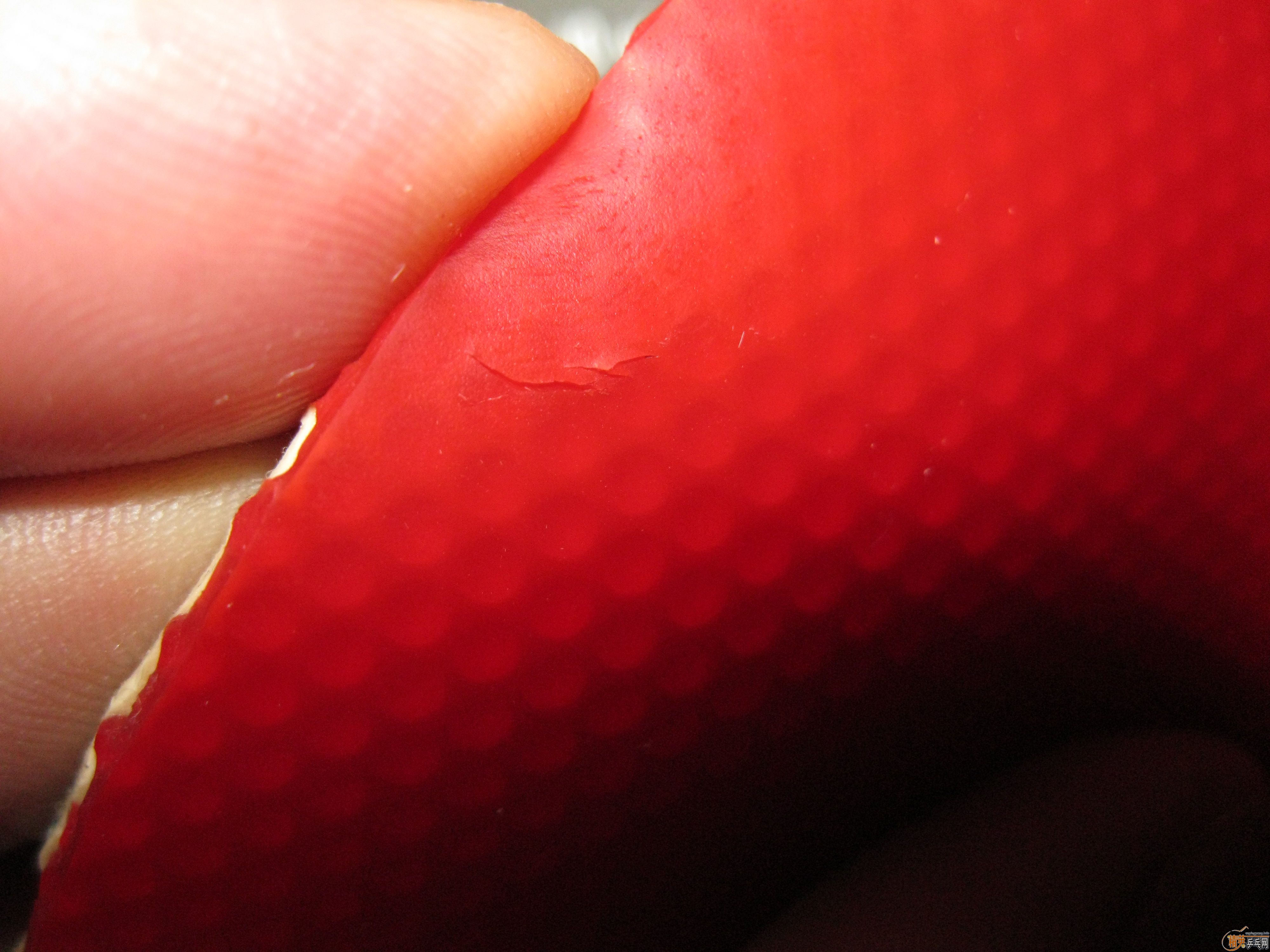 ������̼���뽺Ƥ-DONIC��̼��ST��+08+JO