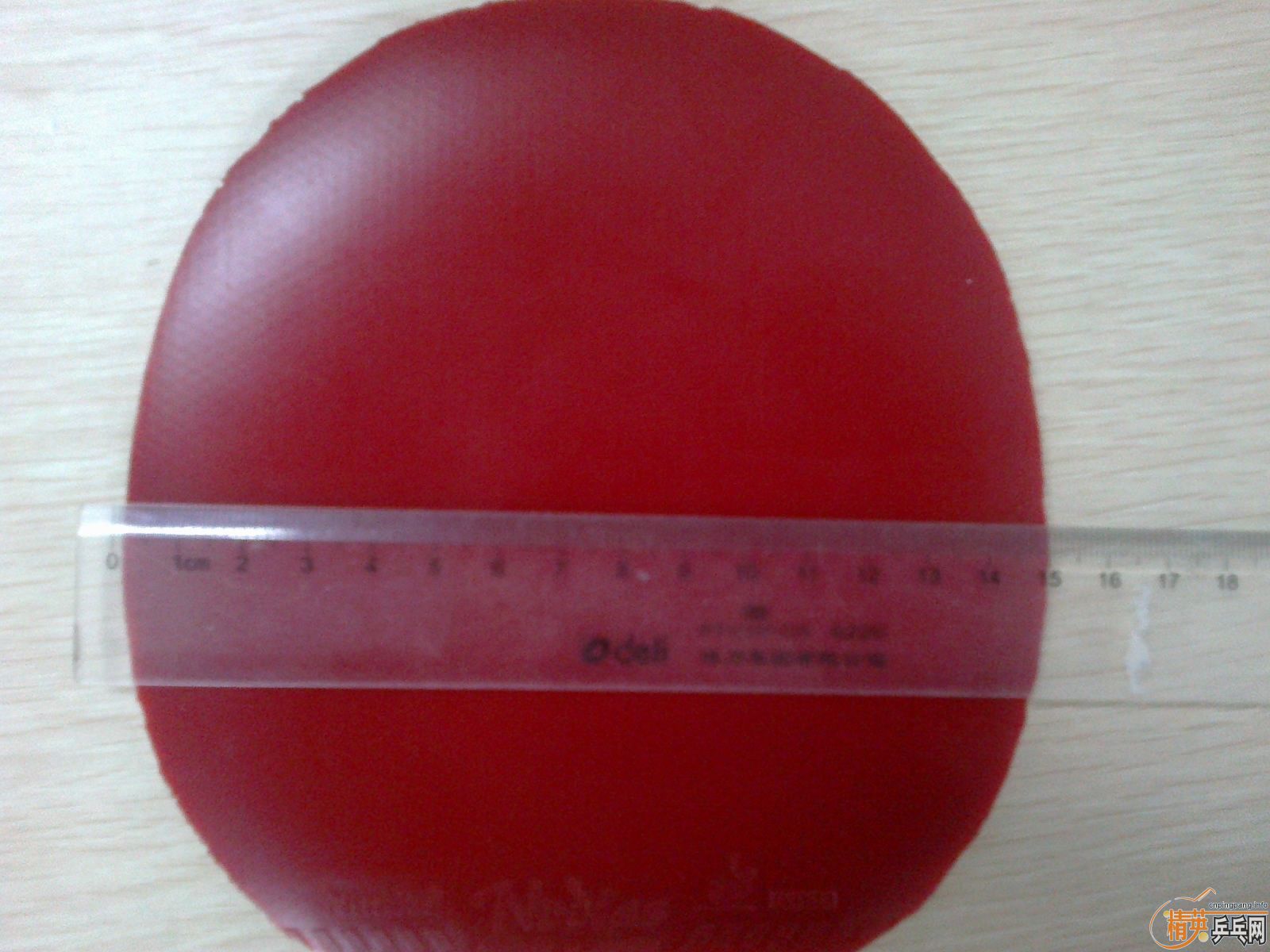 ������Ƥ��9.5�º�ɫŵ����˹