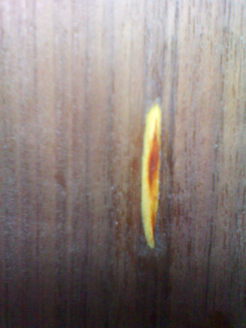 ����� ���հ�yeo