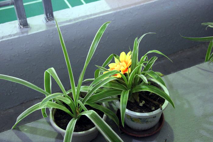 ��ͼ������ʡ���Ľ조���ӱ�������֮��ƹ������ֲ���ս���ܾ�����