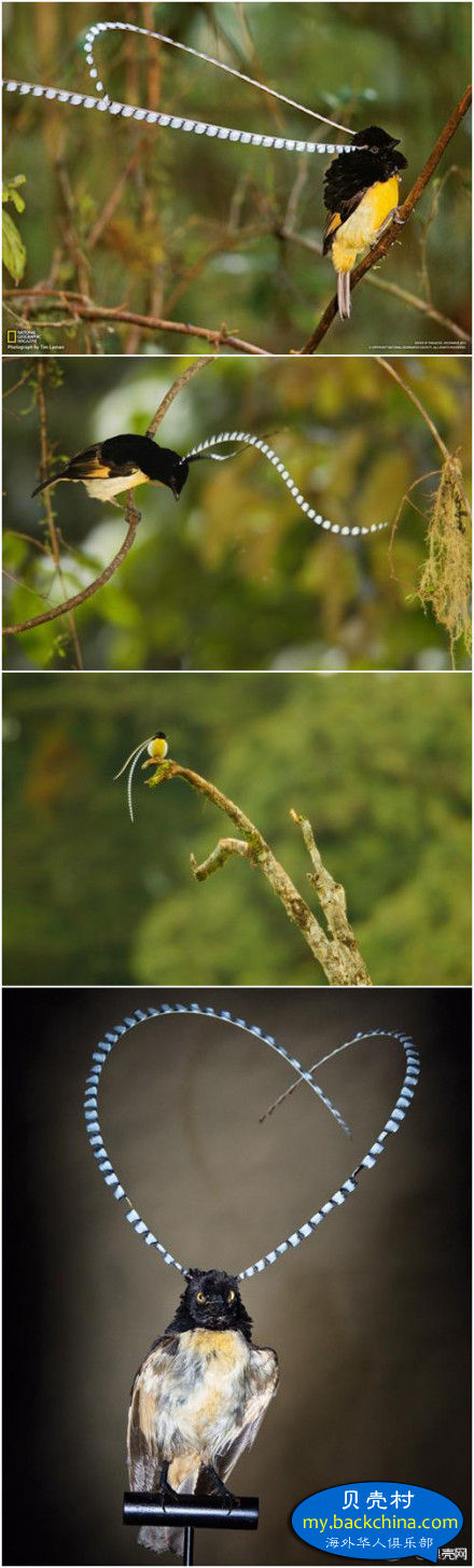 ����˰�æ�Ƽ��װ�ͽ�Ƥ��