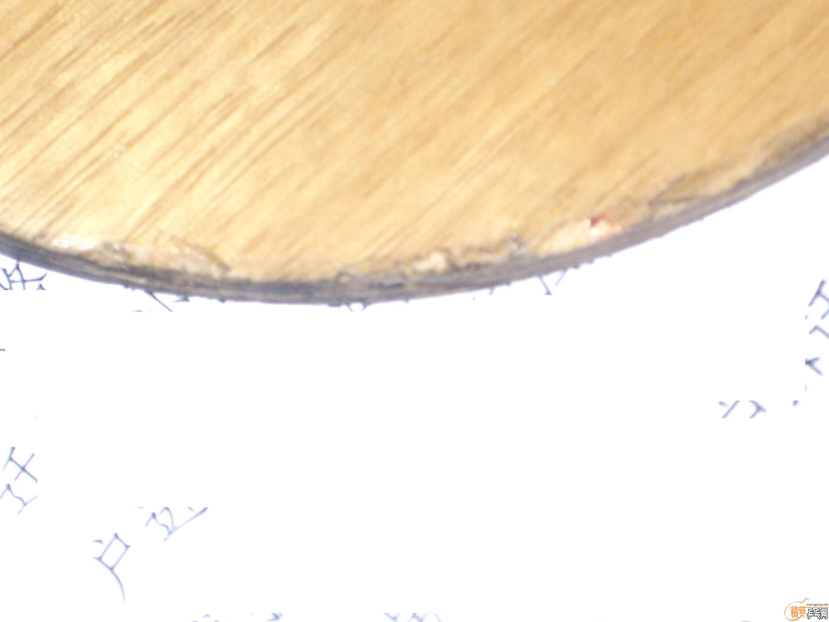 �ŷ�С��һֻ��ϣ����ϲ����