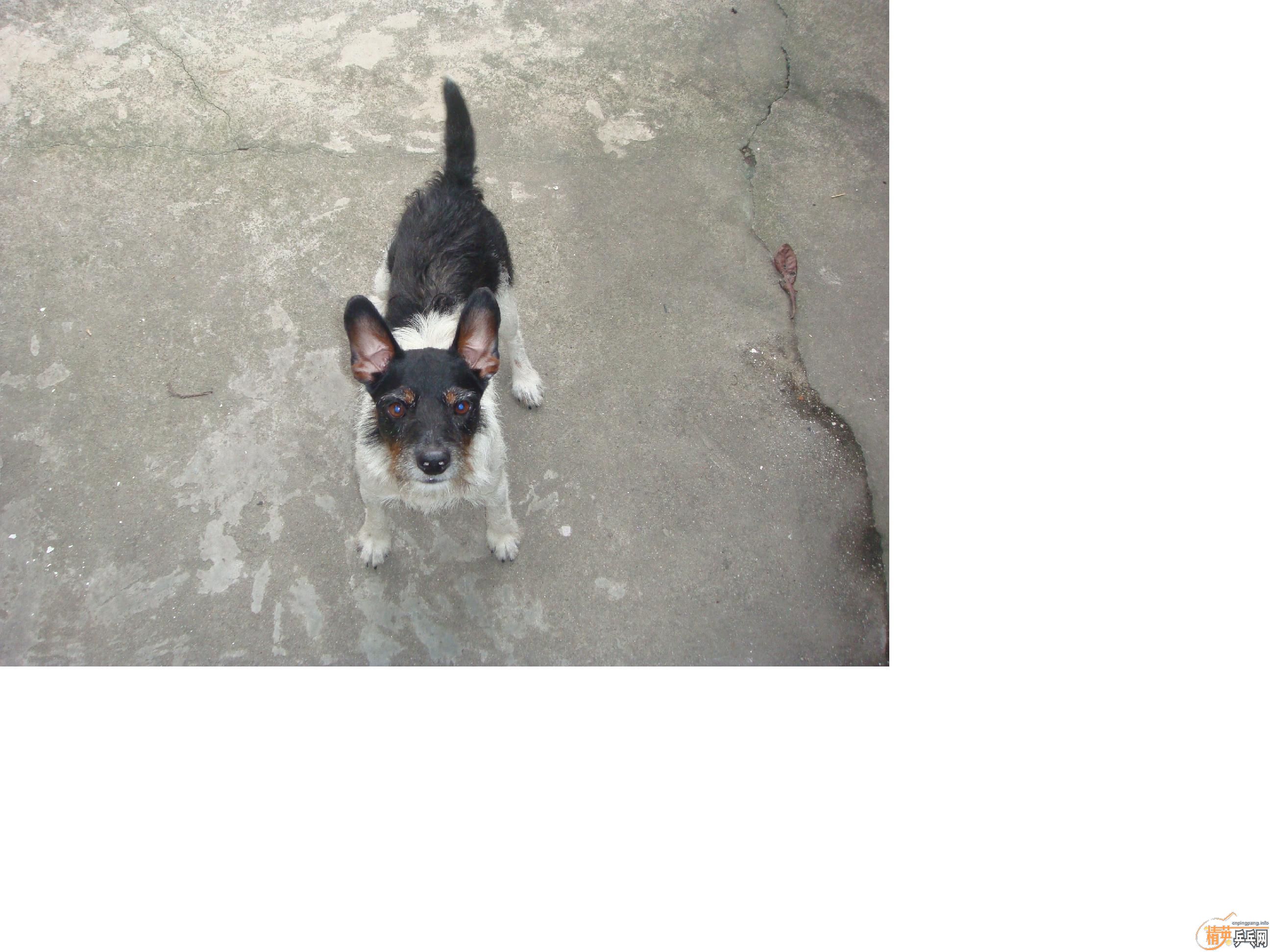 Ԥ�����ȷ���ͼ����