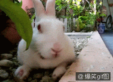 GJQllB0g.gif