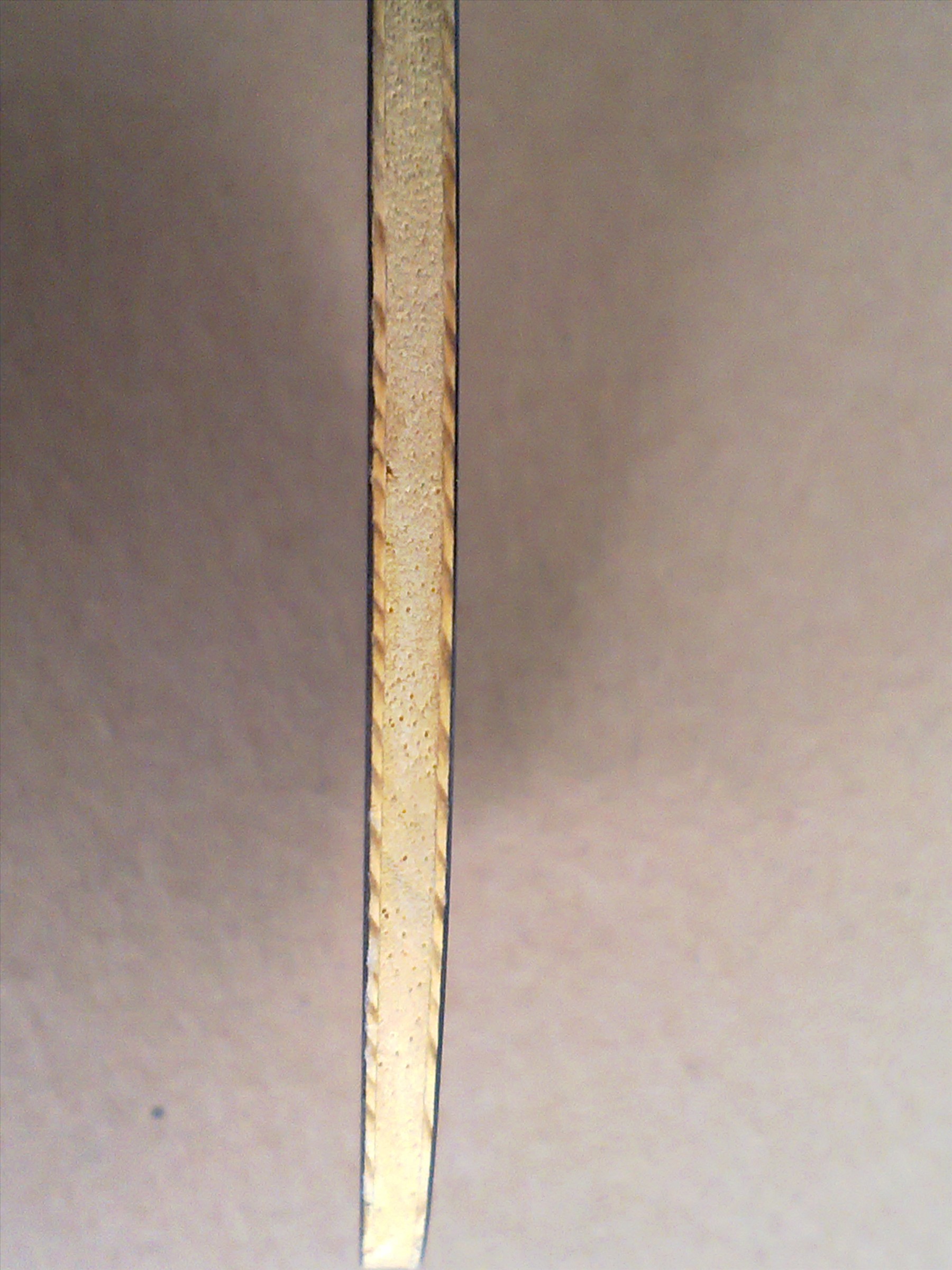 ŷ���̴5һֻ,����,550����.